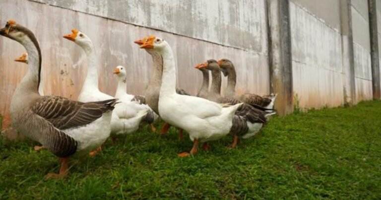 Brazilian prison using geese for safety