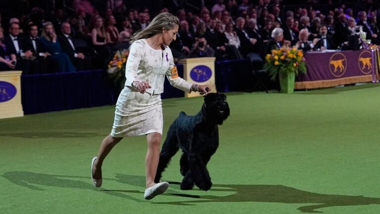 Monty The Giant Schnuzer named Best in Show on 149. Westminster dog show