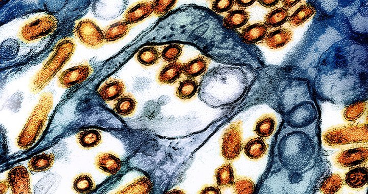 Who fights us with us bird flu after the end of Trump – National