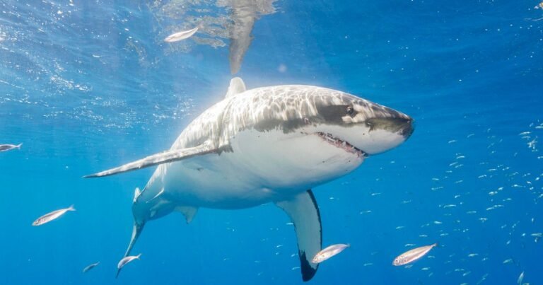 Shark kills a teenage girl swimming from the Australian coast on the third fatal attack of the country in less than 6 weeks