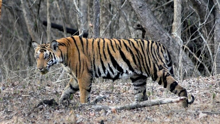 Bandipur, Nagarahole Home for nearly 75 percent of the Karnat Tigers across five reserves