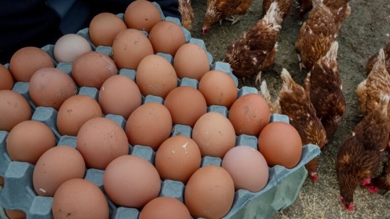 Wait, huh? Madhya Pradesh EGG seller gets a notification of income tax of 50 crore from the income tax department – know what happened | Tech Word News