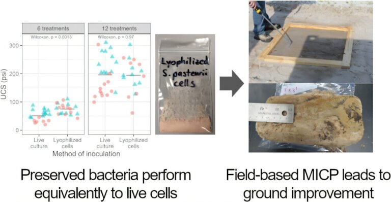 Packets of Freeze-Dried Bacteria Can Grow Biocement on Demand