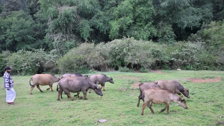 Captivity behavior comes to rescue Toda Buffalo because its population decreases in nilgiris