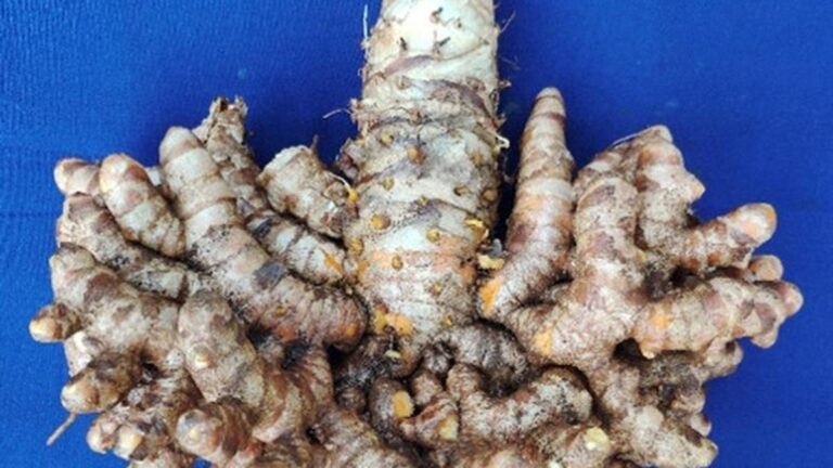 IISR develops world -colored turmeric