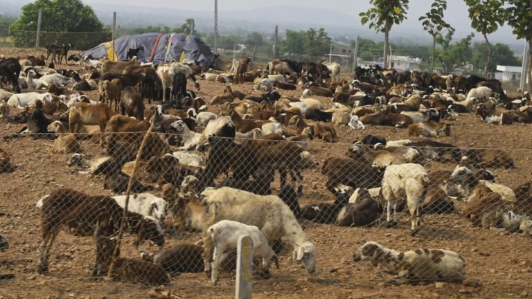 Adilabad touches 43.3 ° C, IMD warns against a storm in 17 Telangana districts