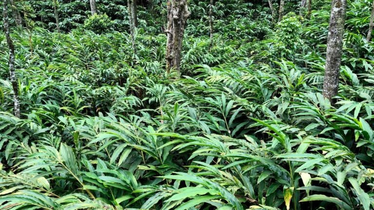 Spices Board to promote cardamom varieties resistant to climate in idukki