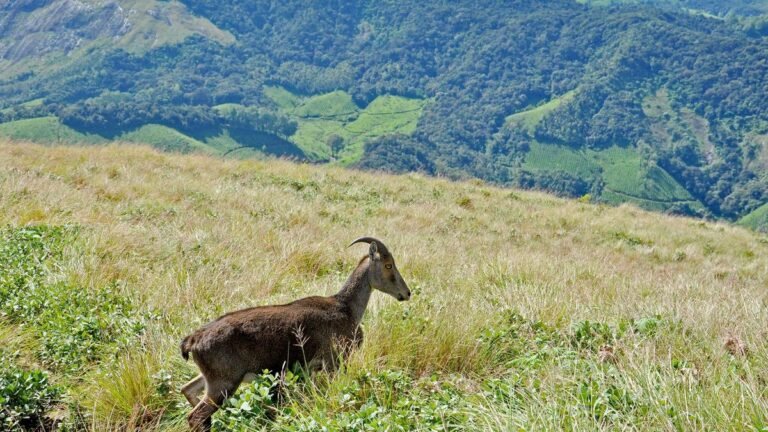 Rice Agreement, which provided shelter Nilgiri Tahrs in Munnar