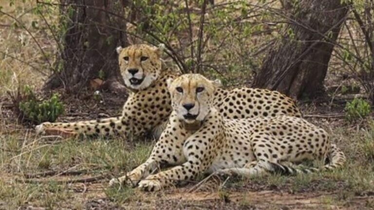 India bring 8 cheetahs from Botswana in two phases; The first four will arrive in May today’s news