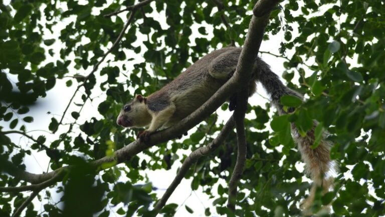 The Forest Department plans to study Grizzled Giant Veverka in Pakkamalai and Gangavaram Hills