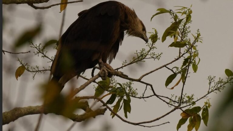 The Mongol-Gradual Fishing Eagle is constantly visiting Kaziranga to behave since 2020