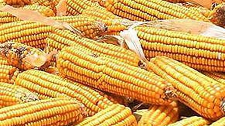 Corn is the entrance to the Truvallur district; Farmers satisfied with the crop