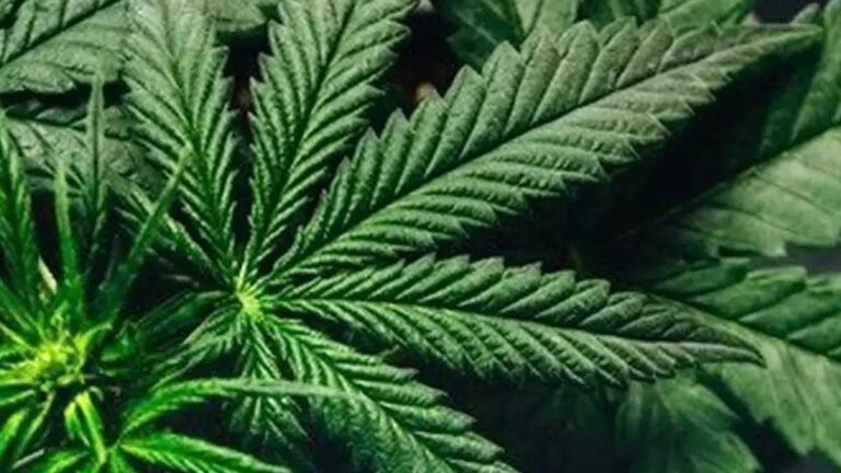 Civil Engineer from Kerala arrested in Bengalur for the sale of hydroponic ganja