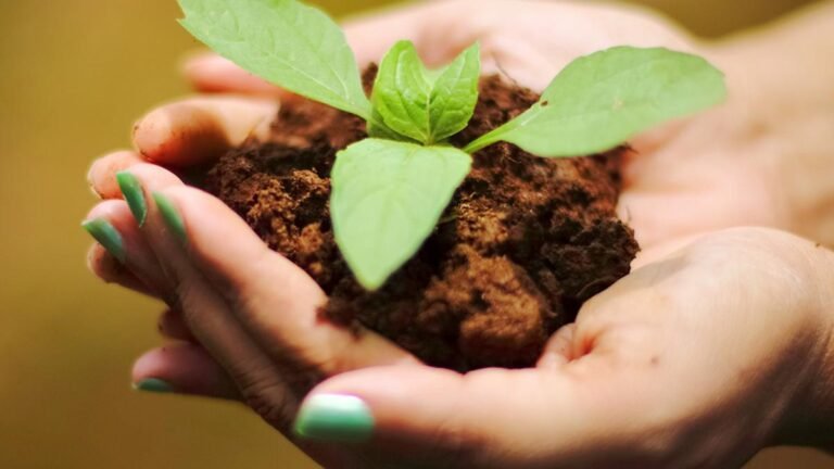 Effort to improve land health in Rajasthan set up to authorize rural women