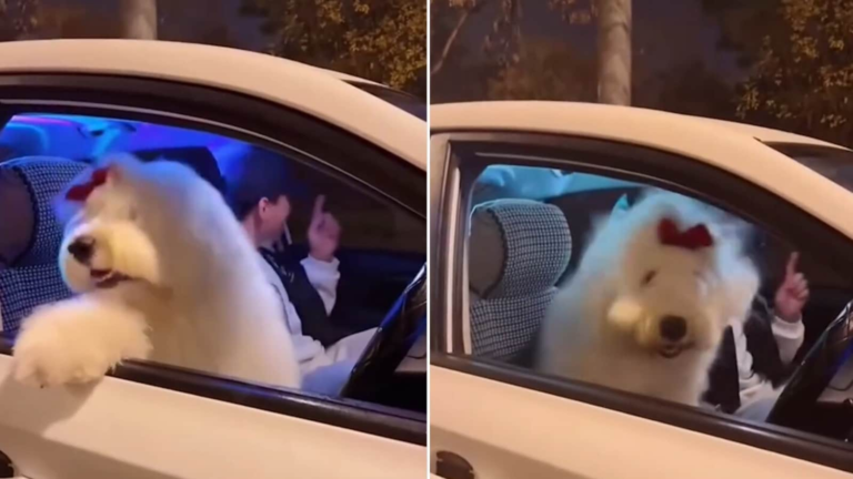 Viral video: dog grooves for your favorite song, leaving social media in respect; Netizens say, “Pawty Ho Rahi Hai” | The news today