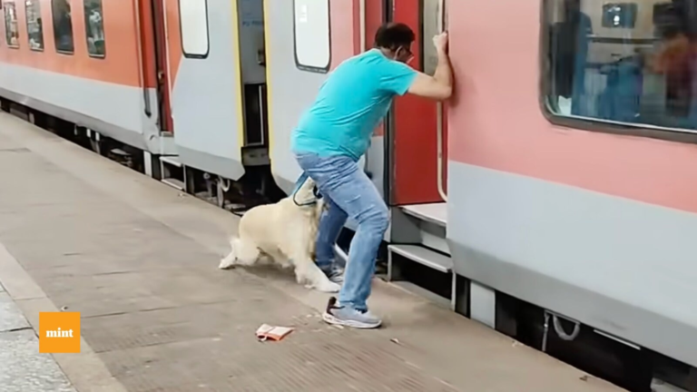 Viral Video: Pet Dog slips under a moving train after Golden Retriever’s owner tries… | Watch | The news today