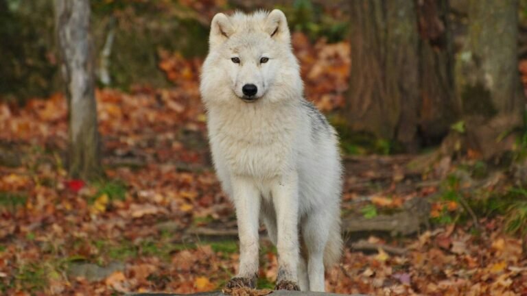 Extricted for 12,500 years, The Dire Wolf Howls again – Watch | The news today
