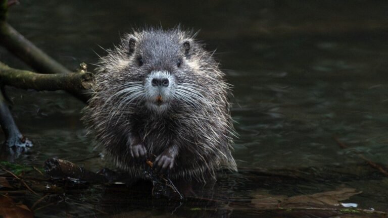 California Health Alert: Hantavirus claims that 3 lives in Mammoth Lakes in the middle of Spike after the death of Gene Hackman | The news today