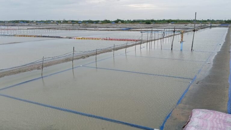 Rain of dash of hope for salt producers in Vedaranyam