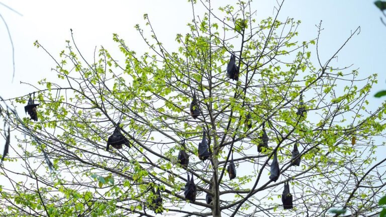 NIPAH virus in Kerala | Return