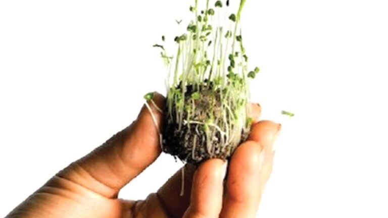 Seed balls to heal the forests and prevent the conflicts of wildlife in Kerala