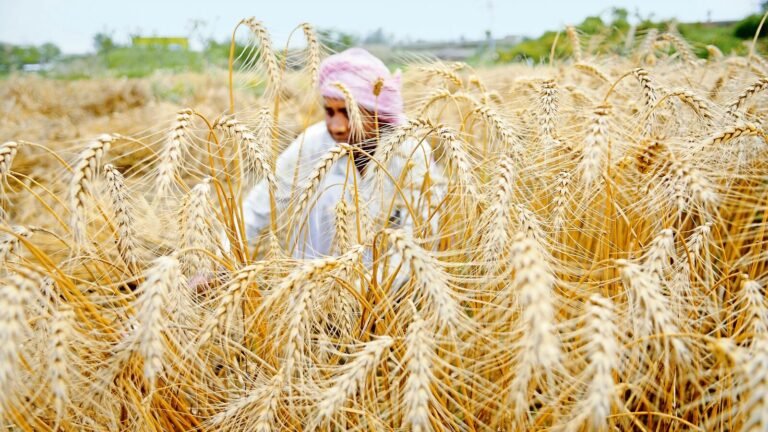 Cabinet approves higher SMEs, expansion of the subsidy system for farmers