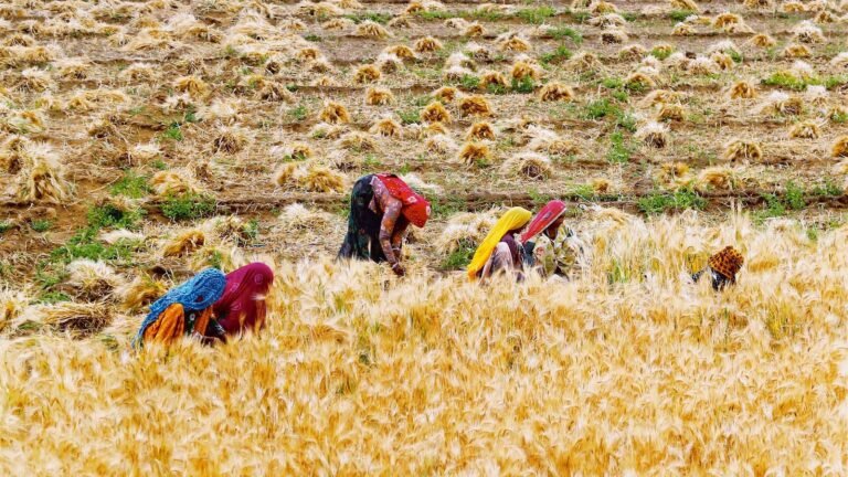 Wheat awarding orders 29.7 million tons in 2025–26, highest in four years in the middle of the bumper crop | The news today