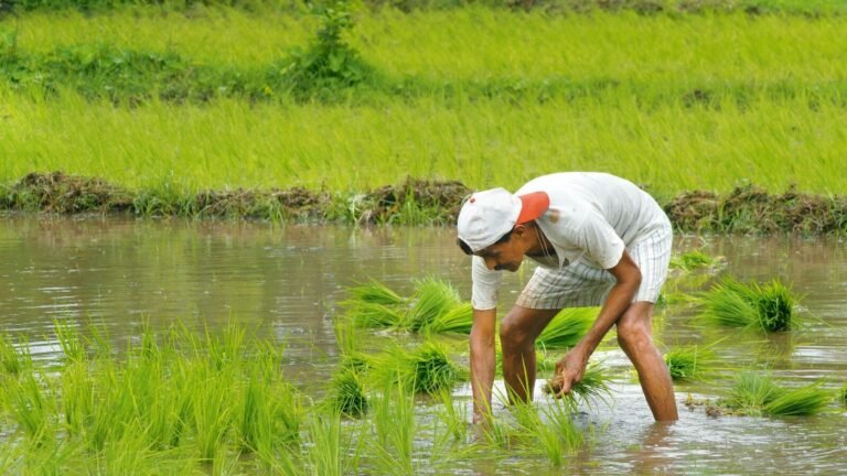 Farmers support summer sow before the promising monsoon season The news today