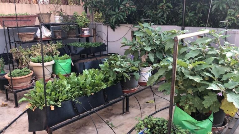 UAS-B is set to pressure on the city horticulture in Bengalur through training and consultation