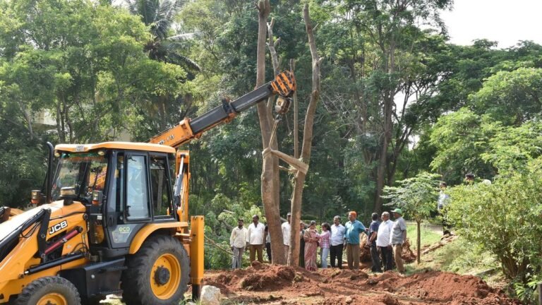 Trees transplanted through crowdfunding