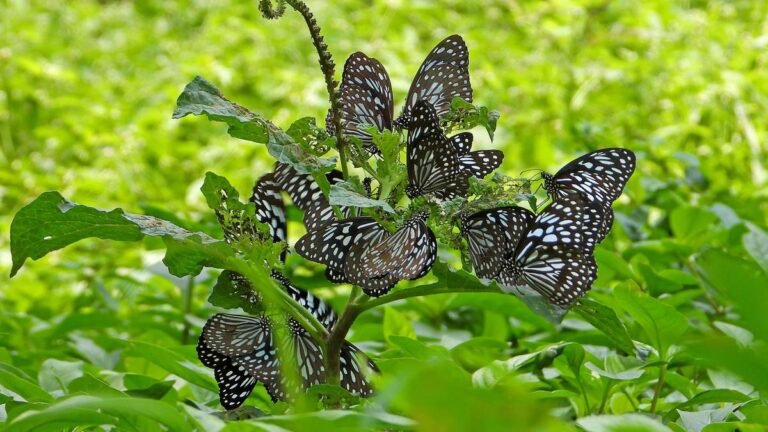 Migration of butterflies this year takes over flight over Garden City before expected