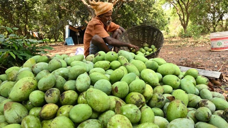 Farmers from mango in the NTR district face loss in attack on pest, port rains hit yield