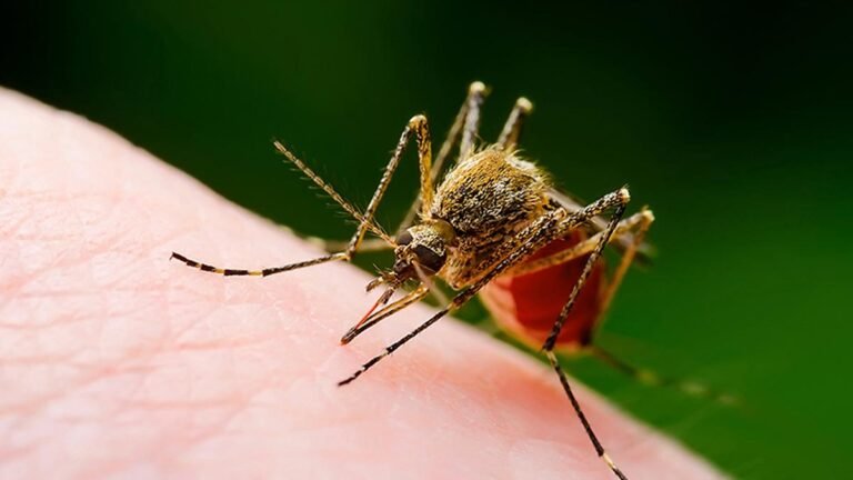 Spike in the dengue in Ernacula; 2 deaths reported
