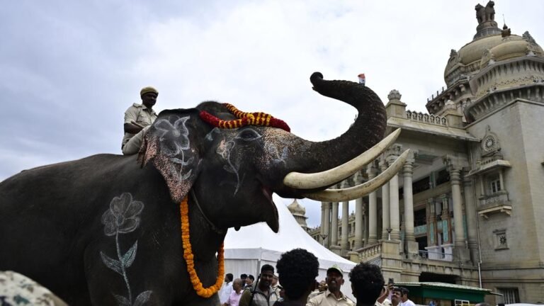 Karnataka gives trained elephants Andhra Pradesh to check the conflict with the human animal