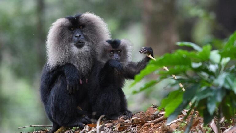 A new study reveals how strategically used macaque lion