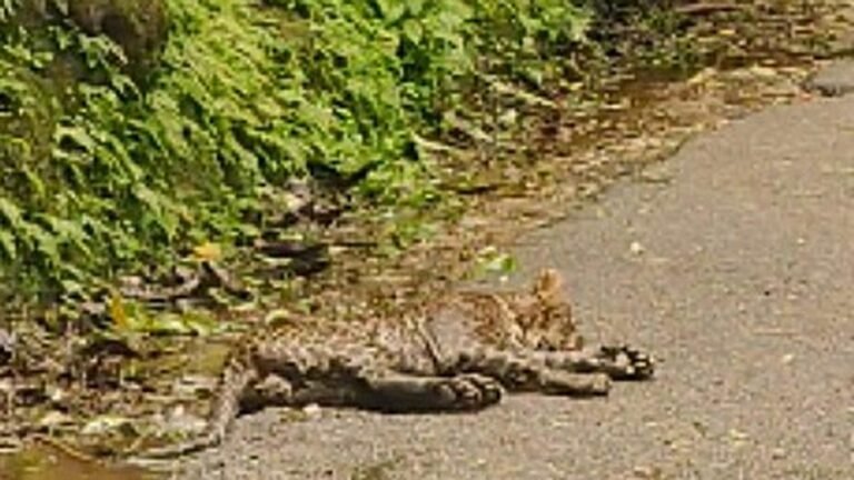 The injured leopard found in Nelliampathy dies