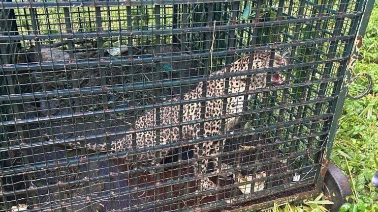 Leopard trapped in a cage set to a tiger