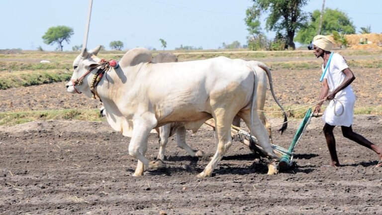 5.50 Lakh Hectares Kharif Seew Target for Raichur District