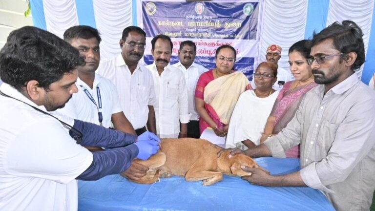 Vellore Corpn. The vaccination program begins for community dogs