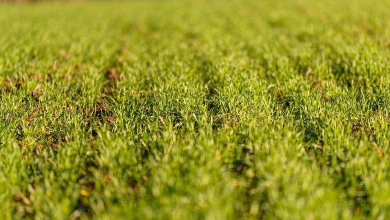 SINDOOR OPERATION: tension sparks worries over sowing kharif in border states