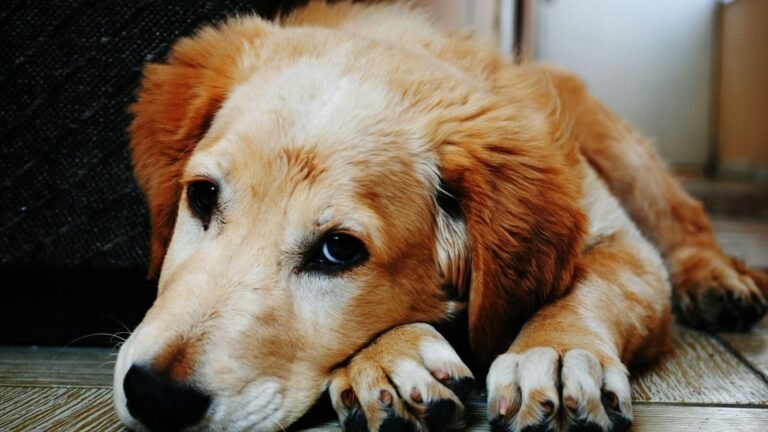 Your working life could cause your dog depressing, study reveals | The news today