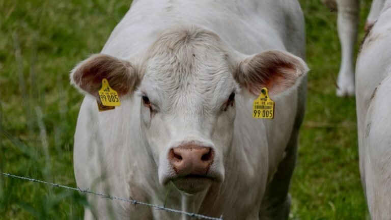 Here’s your cow: The company receives 598 Crore with a promise of 12% return on investment, instead offers raw meat | The news today