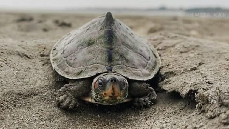 Assam’s nagshankar becomes a model of a turtle protection temple
