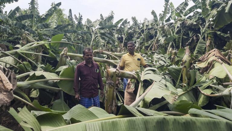 Strong wind, heavy rain damage to bananas damaged in parts Thanjavuru, Mayiladuuthurai districts