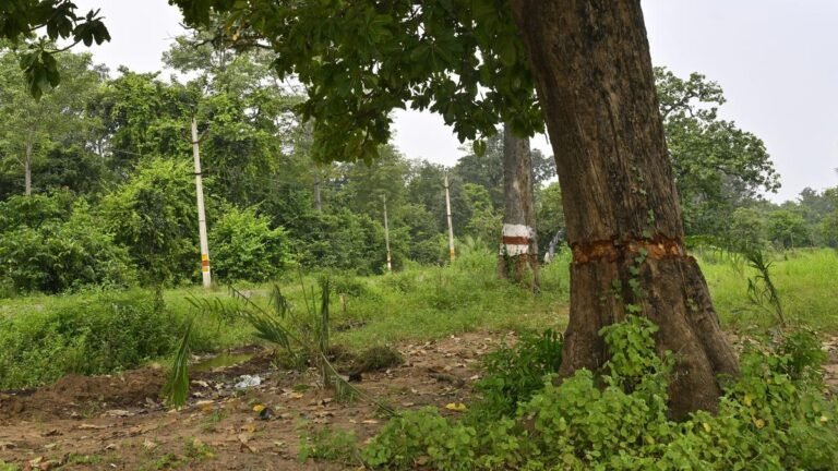 Chhattisgarh is looking for help centers after the Ministry of Forest stops plans for resource management