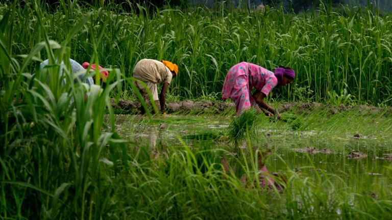 This year, the government can introduce a bill to change the seeds in parliament Tech Word News