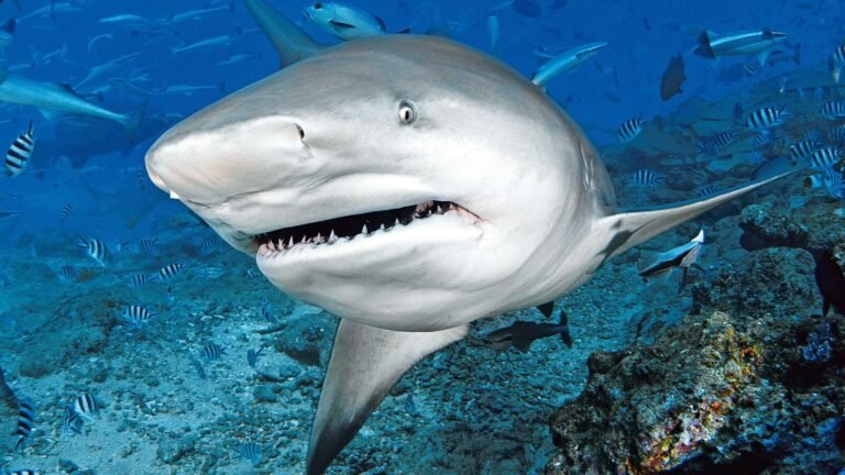 A nine -year -old boy was bitten by a shark, here is how the doctors withdrew a miracle and saved their hand | Tech Word News