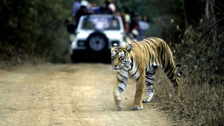 Tigress, 4 chicks found dead in Karnataka’s MM Hills Sanctuary; Officials suspect the role of the “cow’s body” Tech Word News