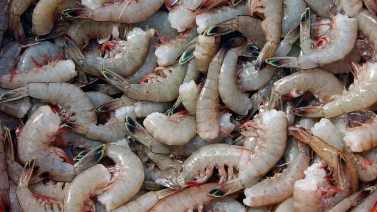 India can reduce duties to import American shrimp