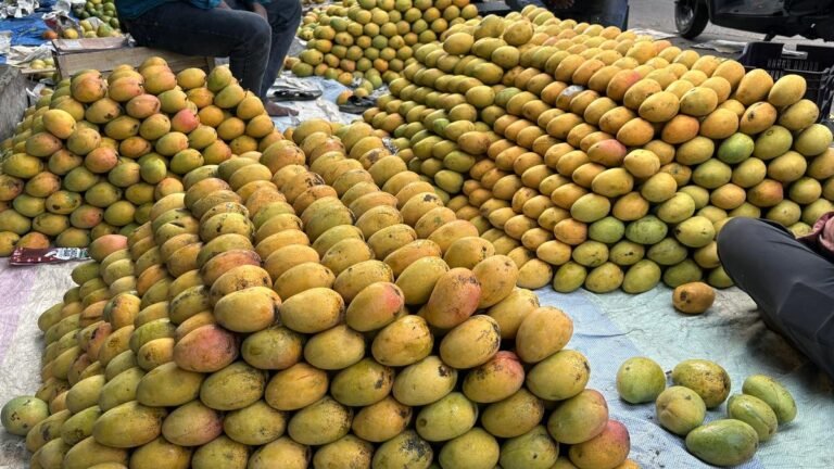 The Center announces support for Mango under the market intervention system